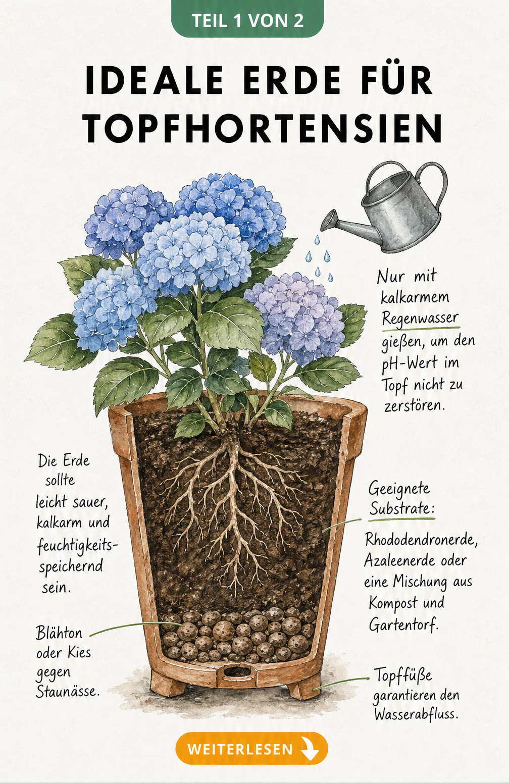 Querschnitt eines bepflanzten Terrakotta-Topfes mit Hortensie, der den idealen Schichtaufbau aus Blähton und leicht saurer Erde zeigt.