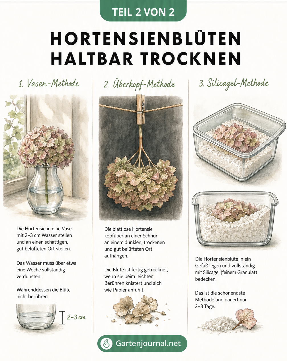 Drei Methoden zum Trocknen von Hortensien: in der Vase, kopfüber hängend und in Silicagel