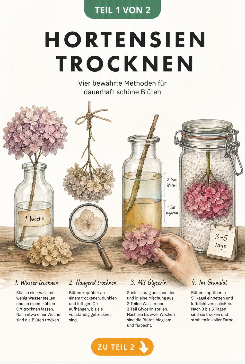 Illustration von vier Methoden zum Trocknen von Hortensien: in der Vase, hängend, mit Glycerin und in Silica-Gel.