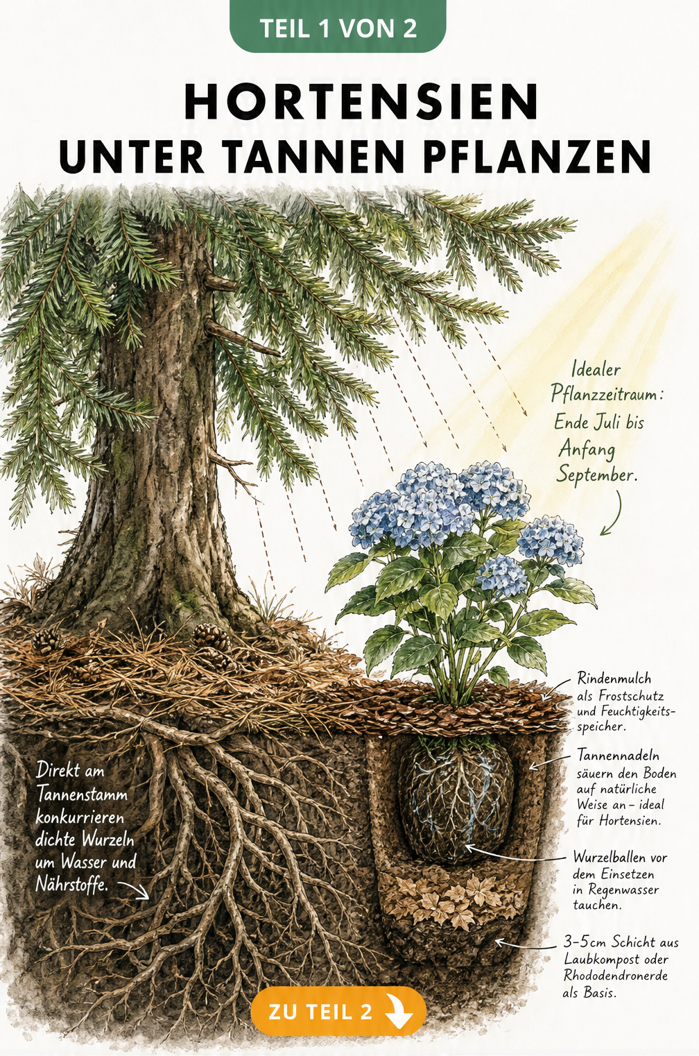 Querschnitt-Illustration einer Tanne und einer Hortensie, die am Rand der Baumkrone in schichtweise aufgebautem Boden mit Rindenmulch gepflanzt ist