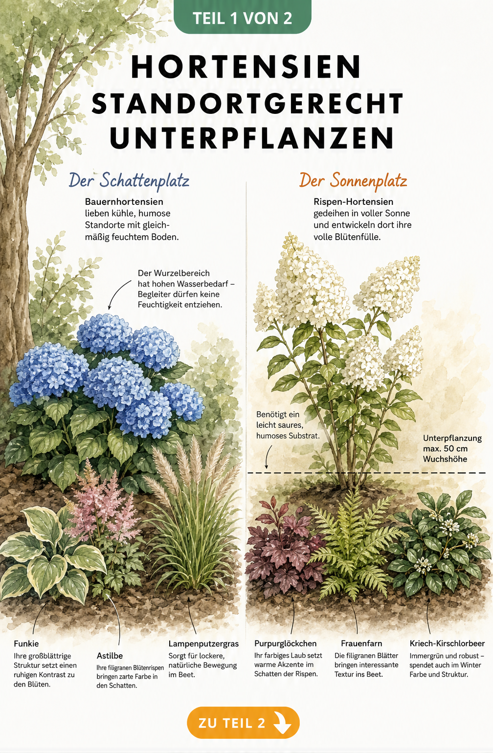 Botanische Skizze von Hortensien im Sonnen- und Schattenbeet mit passenden Begleitpflanzen wie Funkie, Astilbe und Purpurglöckchen