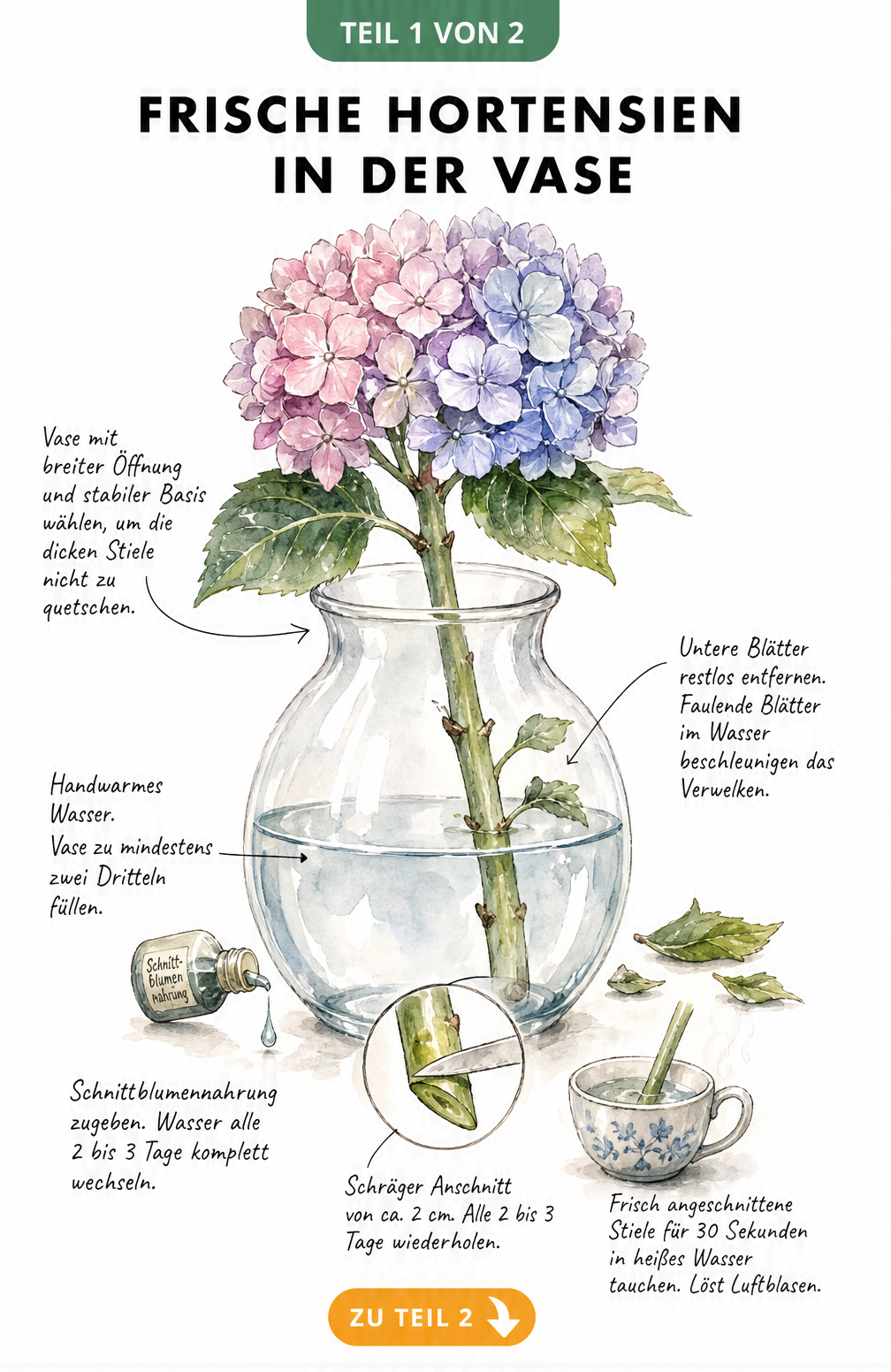 Illustration einer Hortensie in einer Glasvase mit Pflegehinweisen wie schrägem Anschnitt, heißem Wasserbad und Entfernen der unteren Blätter.