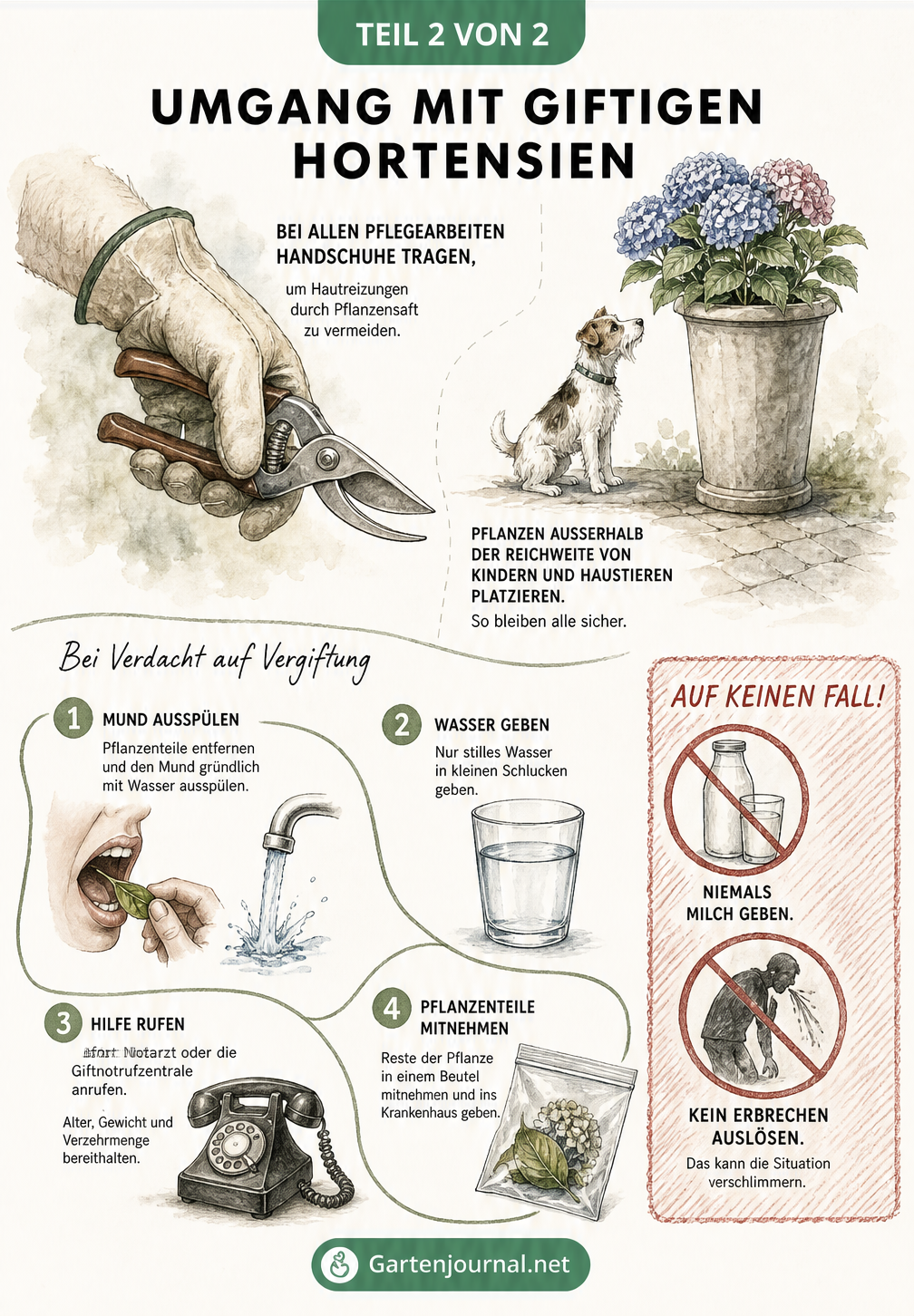 Illustration zur sicheren Gartenarbeit mit Hortensien und Erster Hilfe bei Vergiftungsverdacht, inklusive Notruf und Wasser trinken.