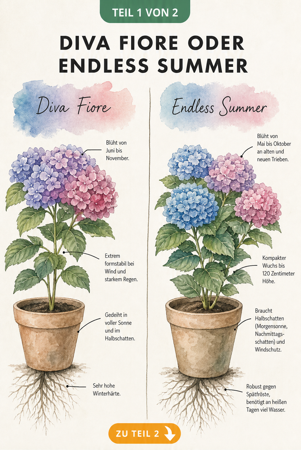 Vergleich der Hortensien Diva Fiore und Endless Summer mit Eigenschaften zu Blütezeit, Wuchs und Winterhärte