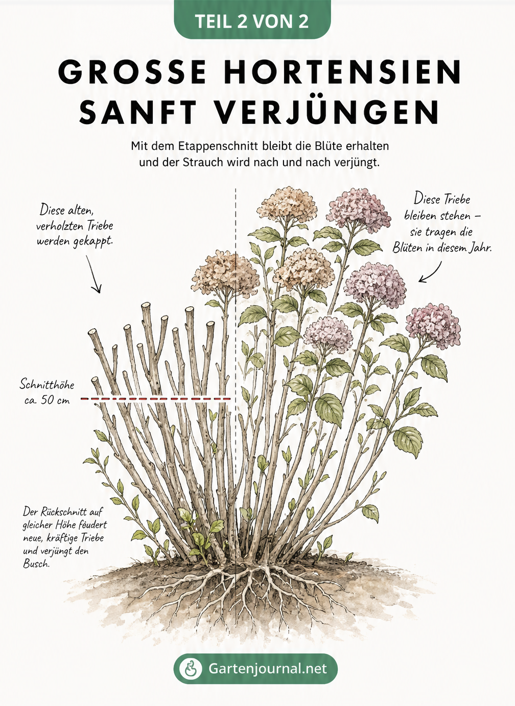 Illustration eines Hortensien-Strauchs, der in Etappen geschnitten wird, um ihn zu verjüngen, während ein Teil der Blüten erhalten bleibt.