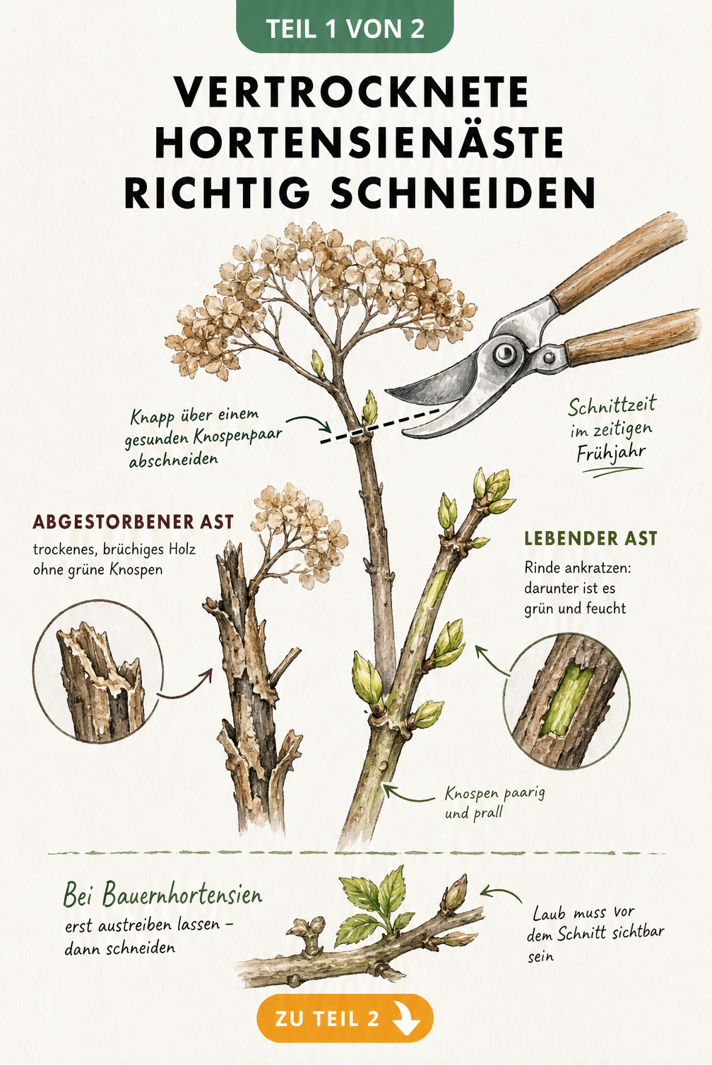 Illustration eines lebenden und eines abgestorbenen Hortensienastes mit Gartenschere beim Rückschnitt