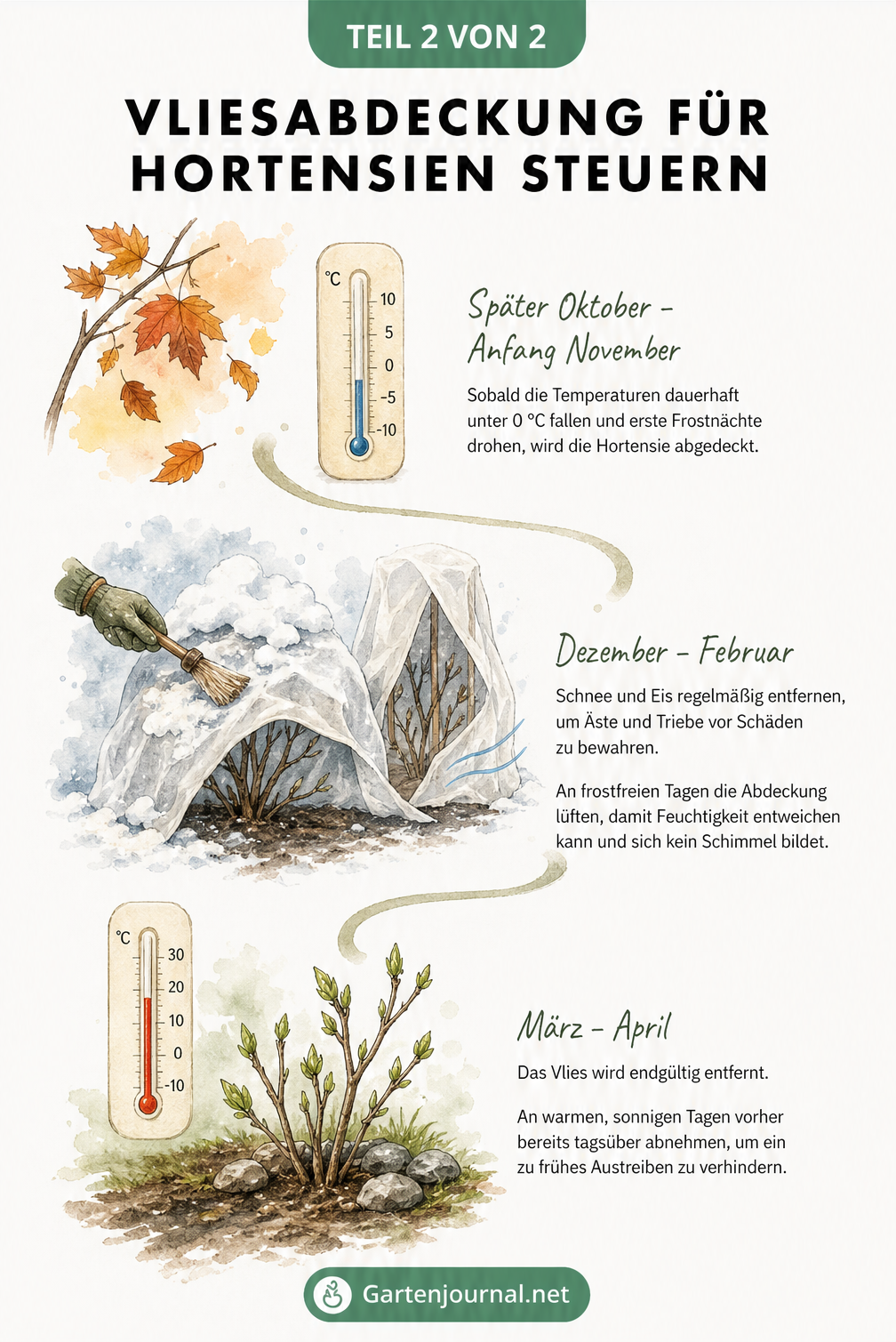 Temperaturverlauf für den Winterschutz von Hortensien: Abdecken im Herbst, Pflege im Winter und Entfernen im Frühling
