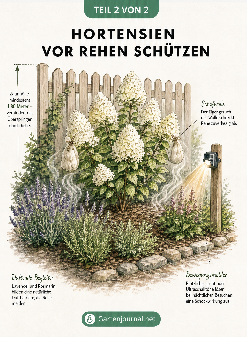 Illustration eines Gartenbeets mit Hortensie, geschützt durch einen hohen Zaun, duftenden Lavendel, Schafwolle und einen Bewegungsmelder.