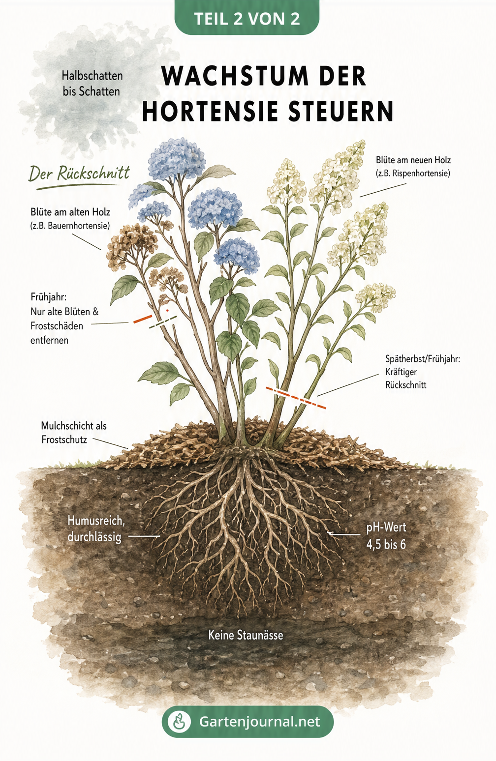 Querschnitt einer Hortensie mit Wurzelballen, der den Einfluss von Standort, Boden und Rückschnitt auf das Wachstum zeigt
