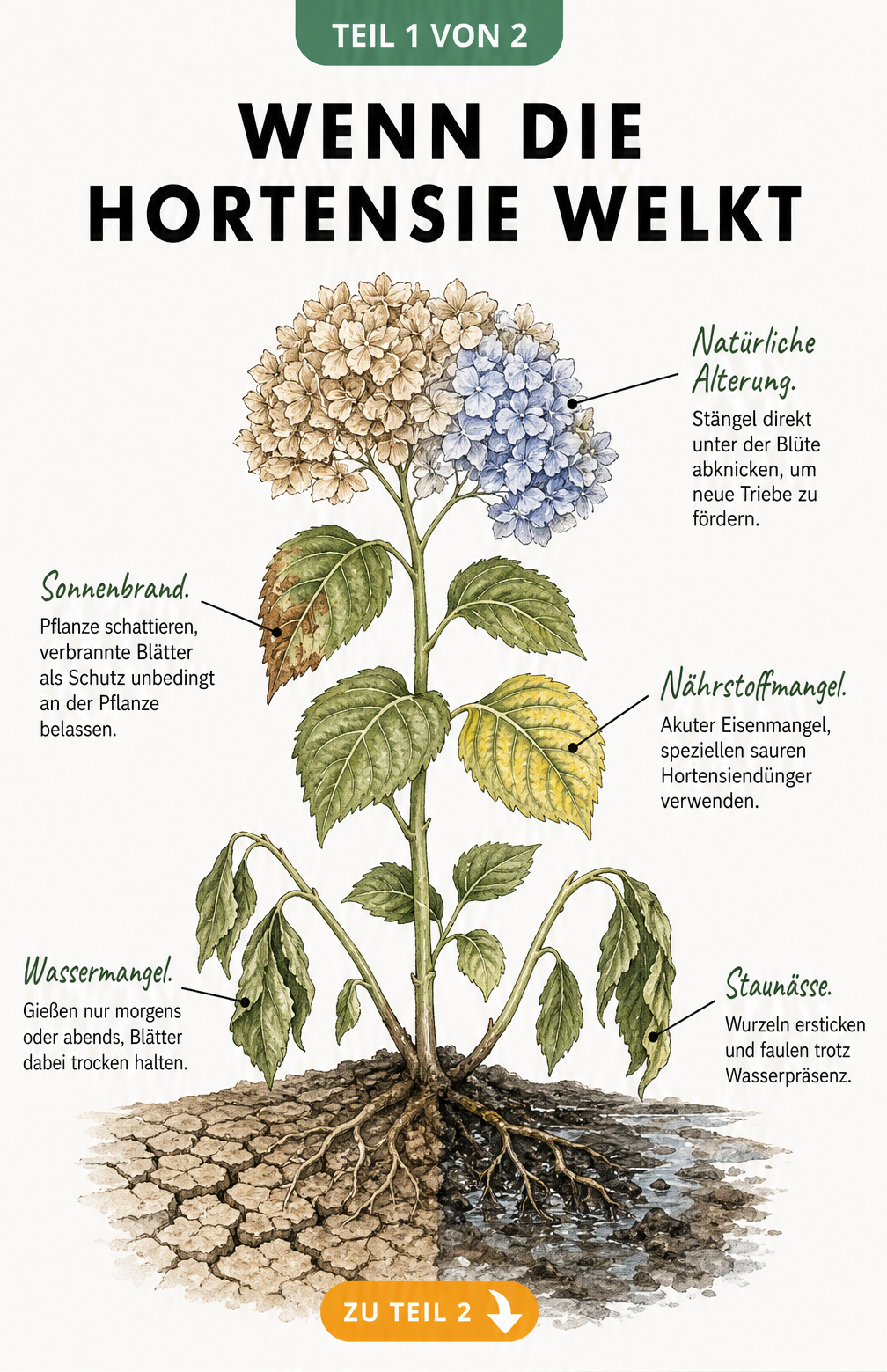 Botanische Illustration einer welkenden Hortensie mit Schadbildern wie Sonnenbrand, Nährstoffmangel, Wassermangel und Staunässe