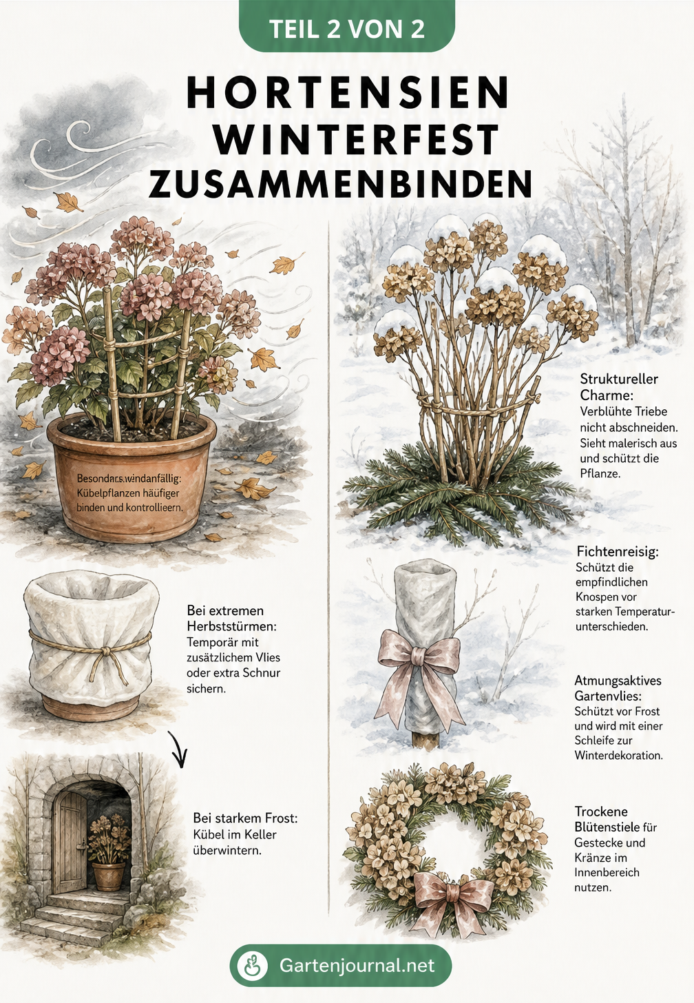 Zweigeteilte Illustration einer windanfälligen Kübelhortensie im Herbststurm und einer schneebedeckten Freilandhortensie als Winterdekoration.