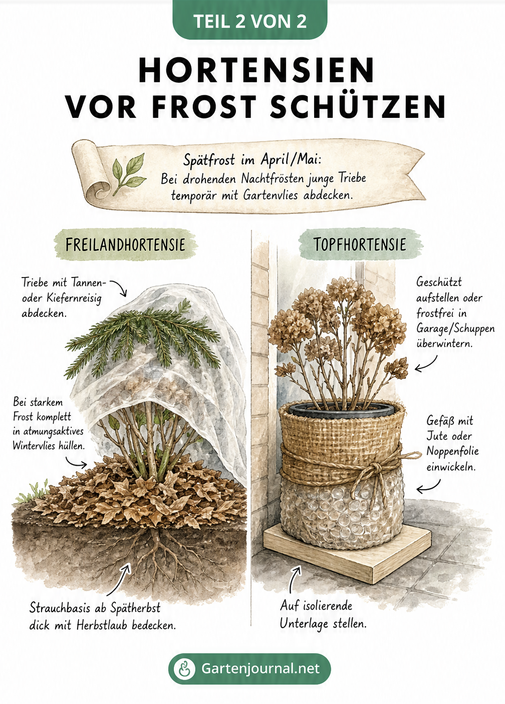 Zeichnung von Winterschutzmaßnahmen für Freilandhortensien mit Laub und Reisig sowie Topfhortensien mit Jute und isolierender Unterlage