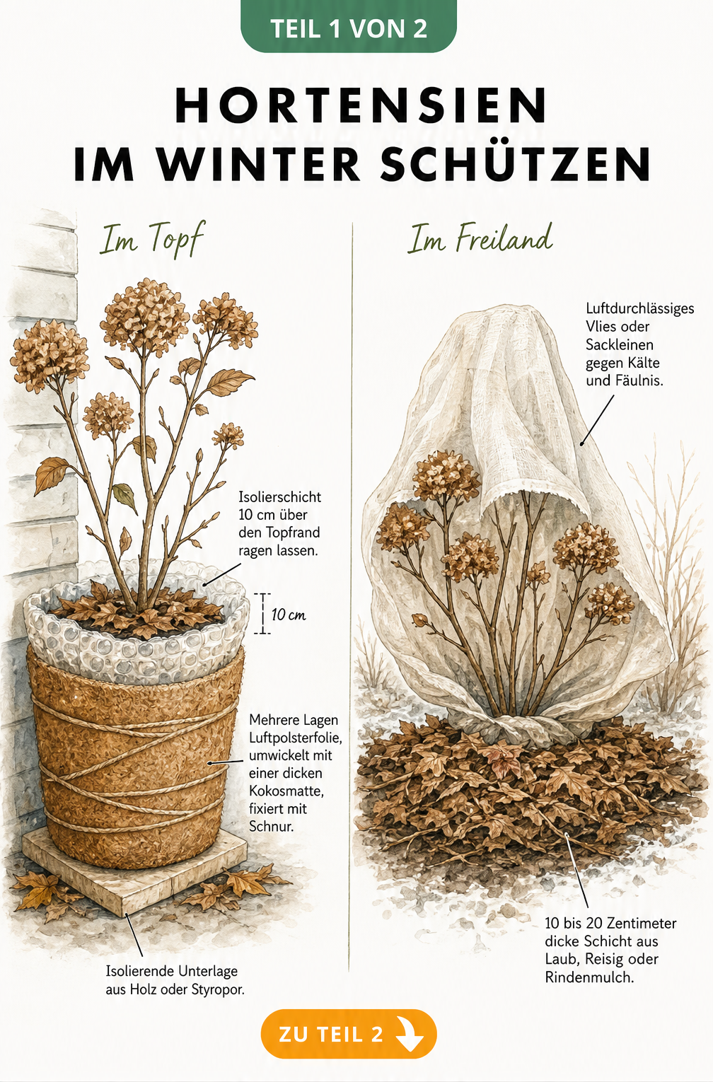 Illustration einer Hortensie im Topf und im Freiland mit Winterschutz aus Luftpolsterfolie, Kokosmatte, Laub und Vlies