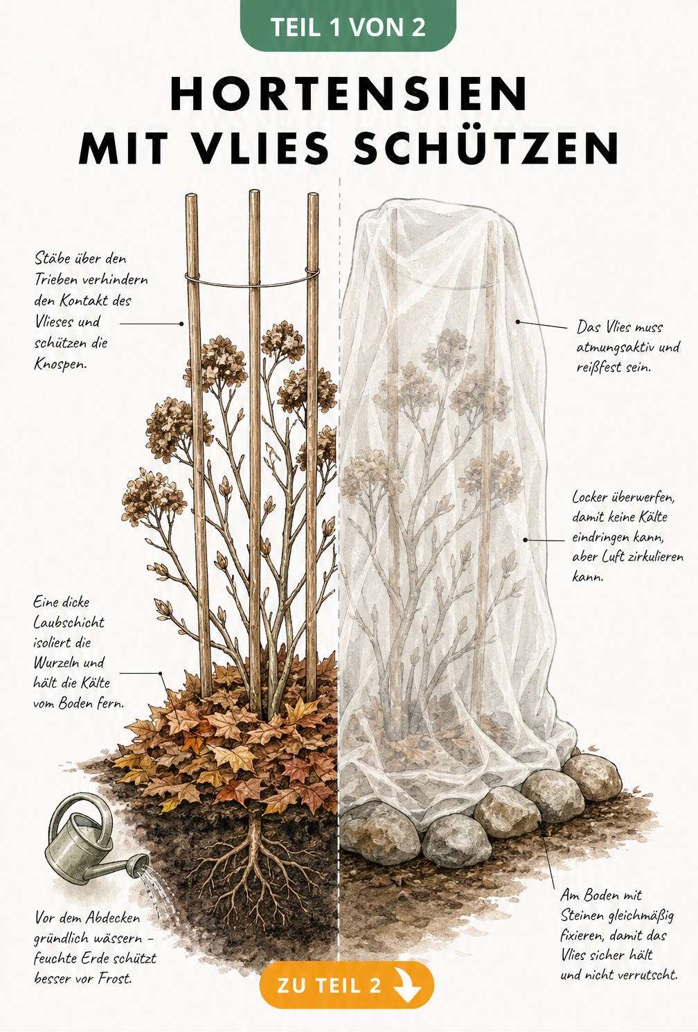Querschnitt einer Hortensie mit Winterschutz: Pflanzstäbe, Laubschicht und Gartenvlies