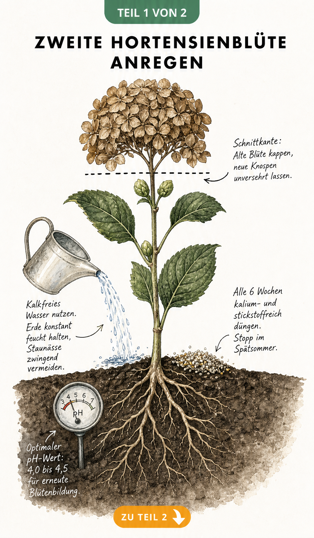 Botanische Illustration eines Hortensien-Zweiges mit Schnittkante unterhalb der alten Blüte und Hinweisen zu Düngung und pH-Wert