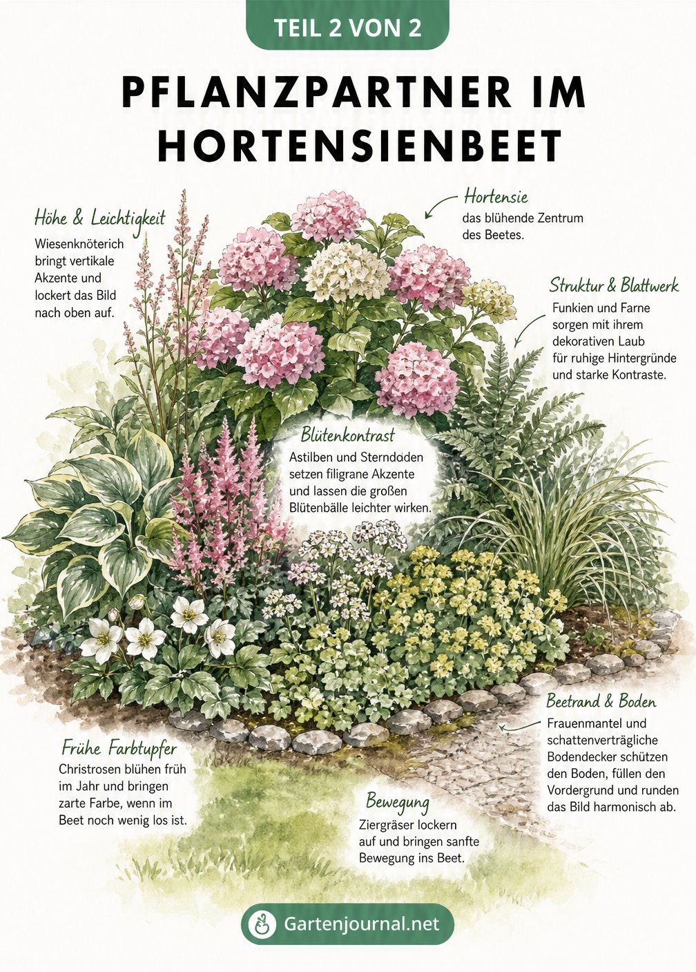 Aquarell-Illustration eines Hortensienbeets mit passenden Begleitpflanzen wie Funkien, Farnen und Astilben