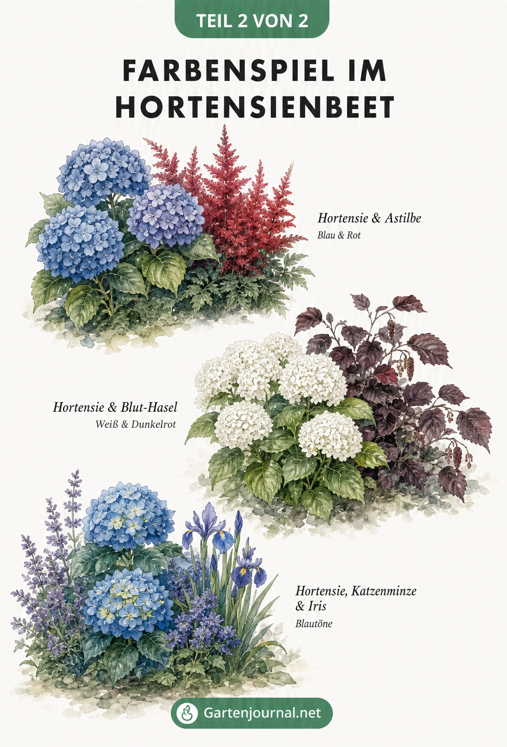 Drei botanische Vignetten zeigen Farbkombinationen im Hortensienbeet: blaue Hortensie mit roter Astilbe, weiße Hortensie mit Blut-Hasel und blaue Hortensie mit...