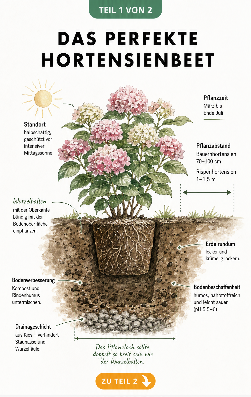 Illustration eines Querschnitts durch den Erdboden mit einer frisch gepflanzten Hortensie, Pflanzabstand und Bodenbeschaffenheit