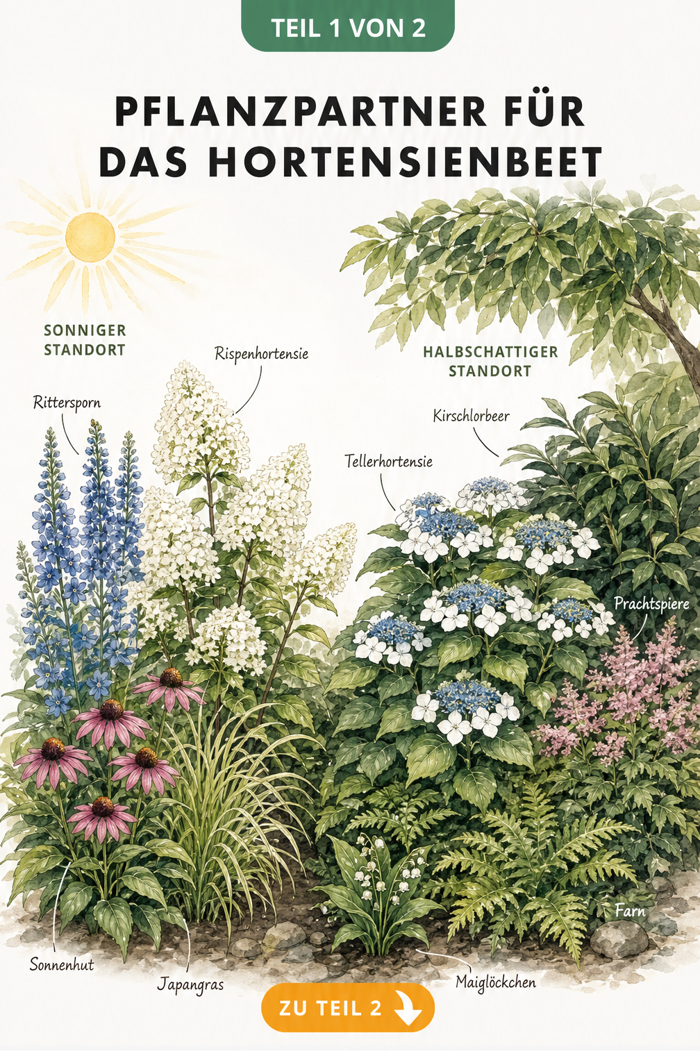 Illustration eines Hortensienbeets mit Rispenhortensie, Rittersporn und Japangras in der Sonne sowie Tellerhortensie, Farn und Kirschlorbeer im Halbschatten