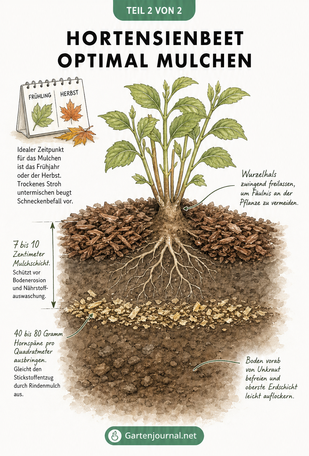 Querschnitt eines Gartenbeets mit einer Hortensie, der die optimale Schichtung von Erde, Hornspänen und Mulch zeigt