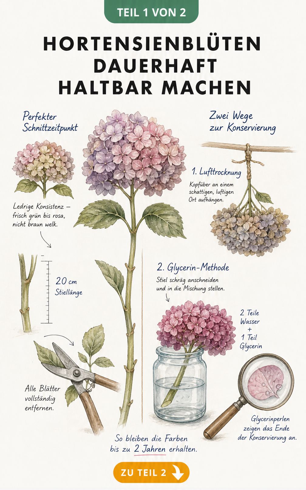 Illustration zum richtigen Schnittzeitpunkt und den Methoden Lufttrocknung sowie Glycerin-Konservierung für Hortensienblüten