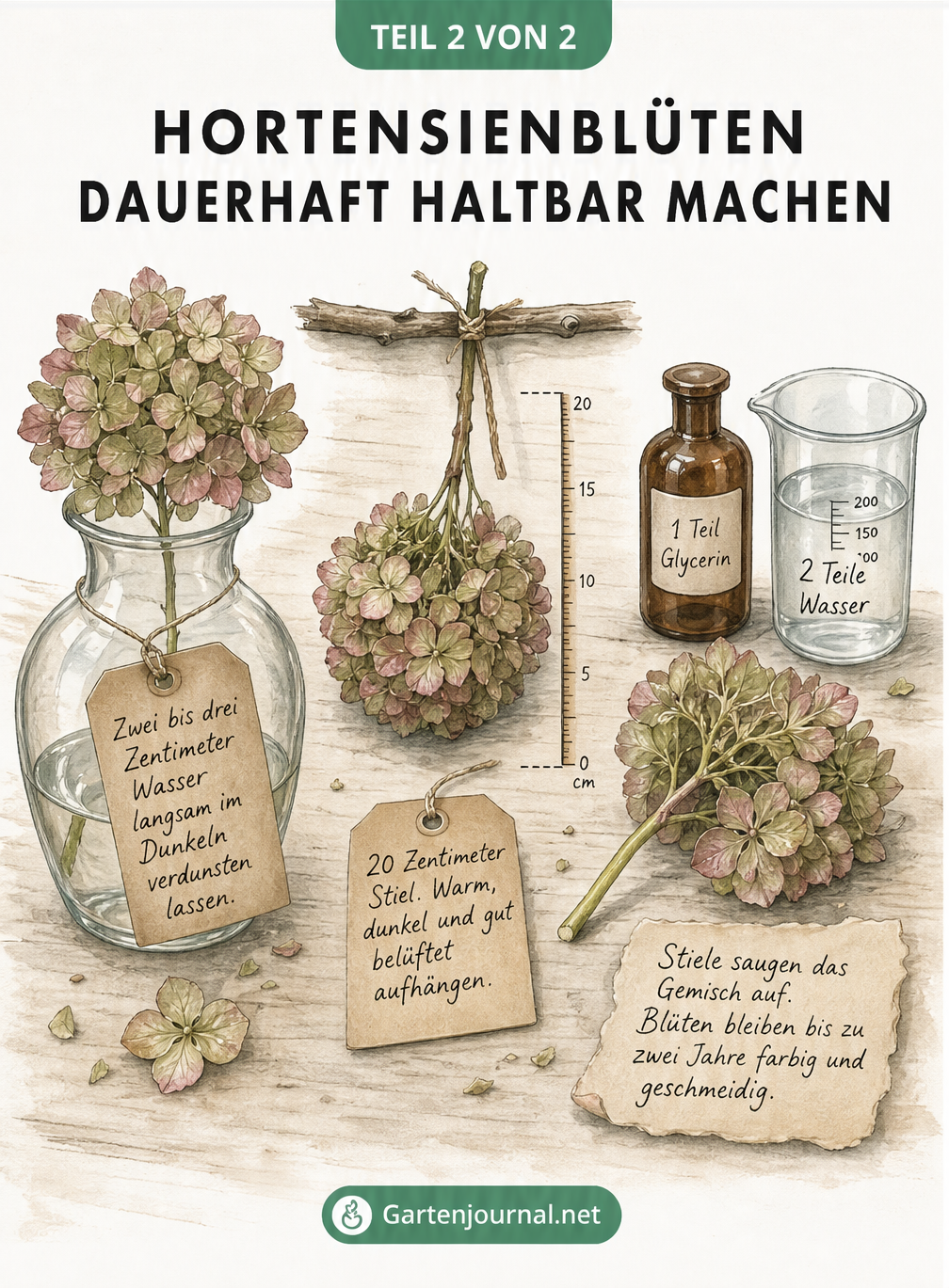 Illustration von drei Methoden zum Trocknen und Konservieren von Hortensienblüten