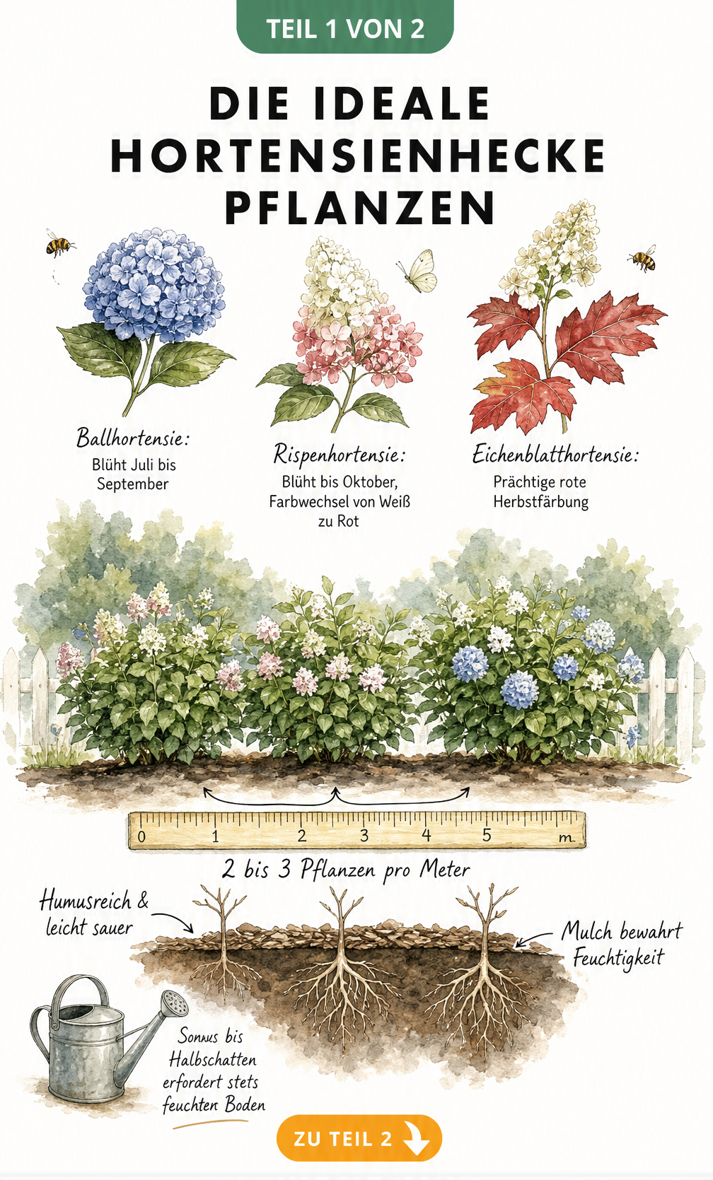 Illustration einer Hortensienhecke mit Pflanzabstand, Bodenbeschaffenheit und Sortenvergleich von Ballhortensie, Rispenhortensie und Eichenblatthortensie