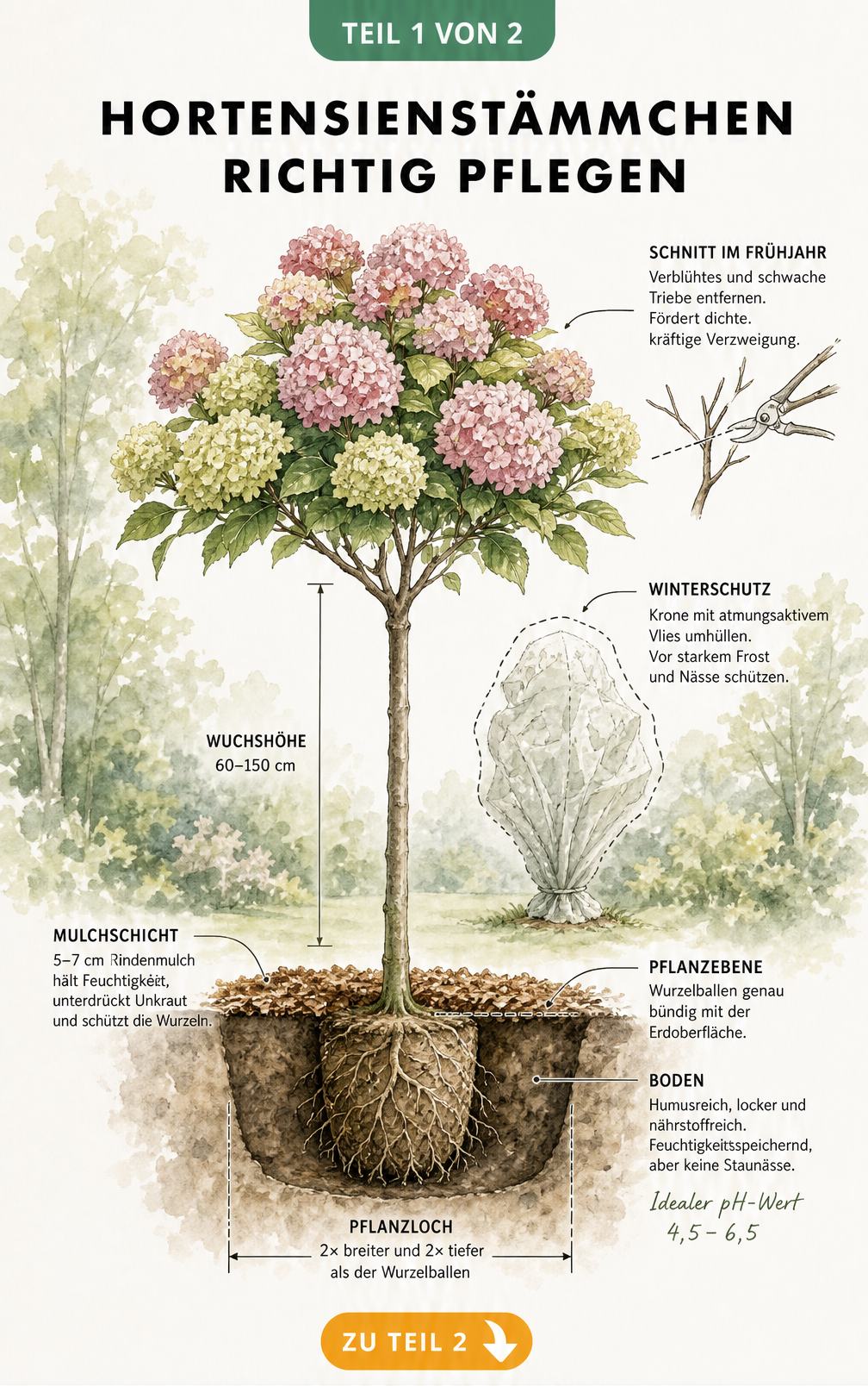 Botanische Illustration eines Hortensienstämmchens mit Hinweisen zu Schnitt, Wuchshöhe, Pflanzloch und idealem Boden