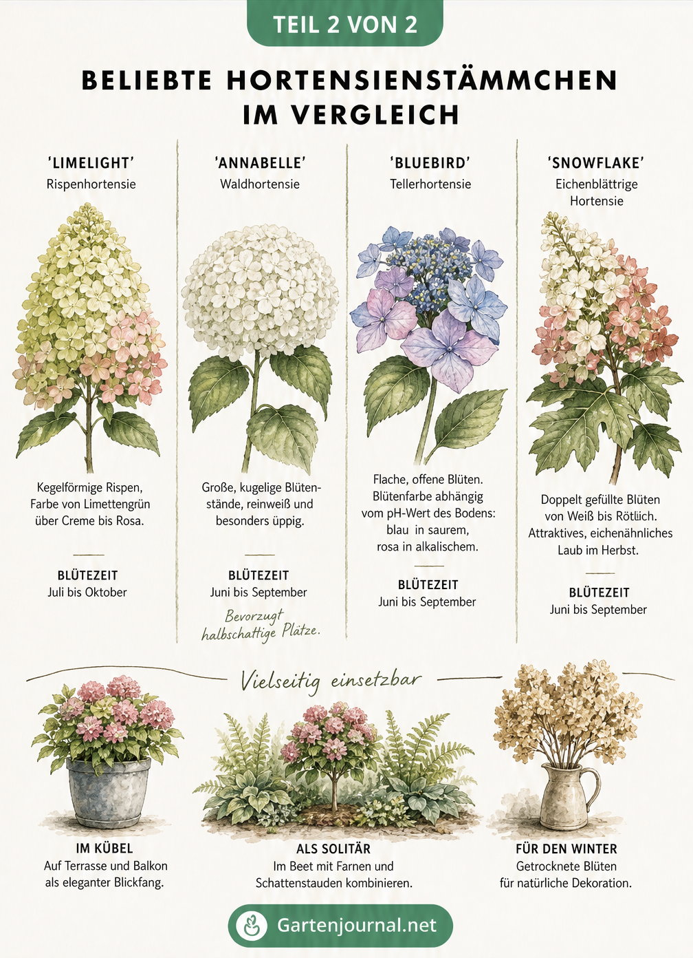 Vergleich der Hortensienstämmchen-Sorten Limelight, Annabelle, Bluebird und Snowflake mit Blüten und Blütezeit