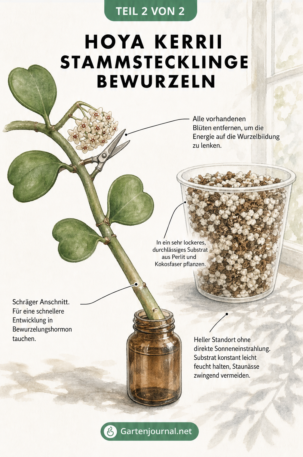 Detaillierte Pflanzenstudie zur Bewurzelung von Hoya kerrii Stammstecklingen