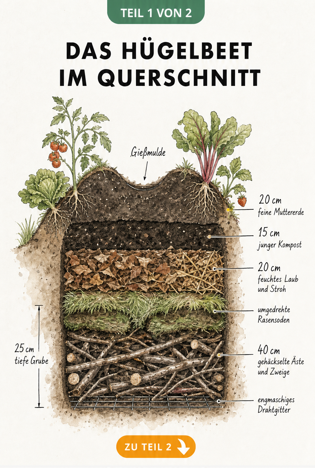 Querschnitt eines Hügelbeets mit Schichten aus Ästen, Laub, Kompost und Erde