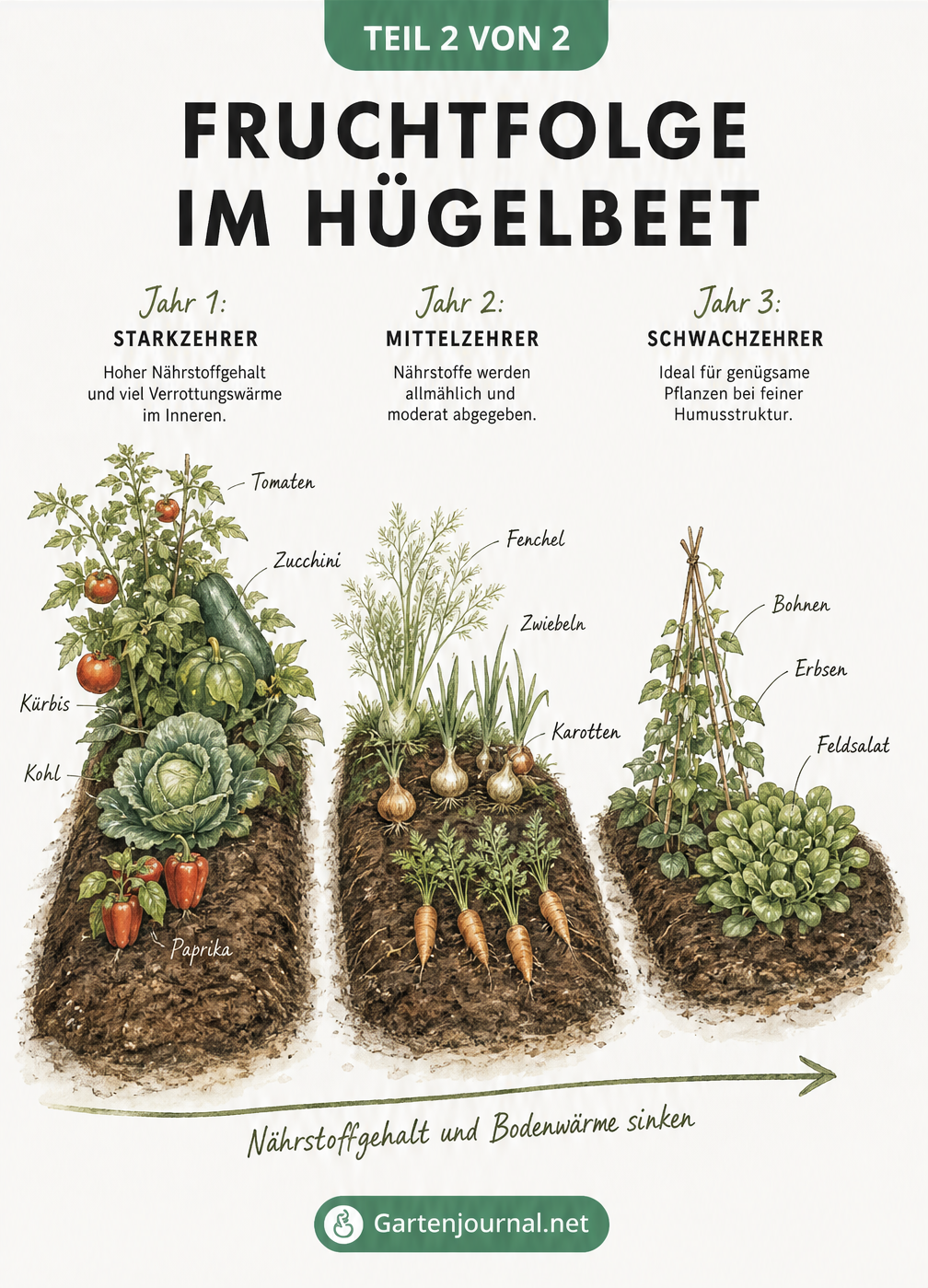 Illustration der Fruchtfolge im Hügelbeet über drei Jahre mit Starkzehrern, Mittelzehrern und Schwachzehrern