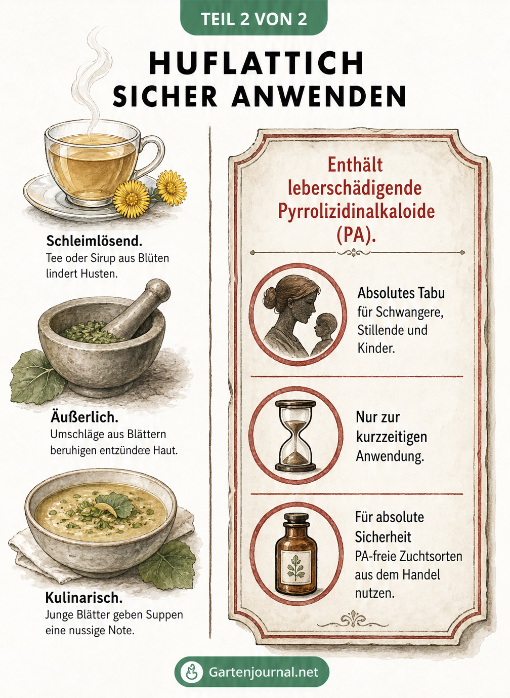 Illustration zur sicheren Anwendung von Huflattich als Tee, Umschlag und Suppe sowie Warnhinweise zu Pyrrolizidinalkaloiden
