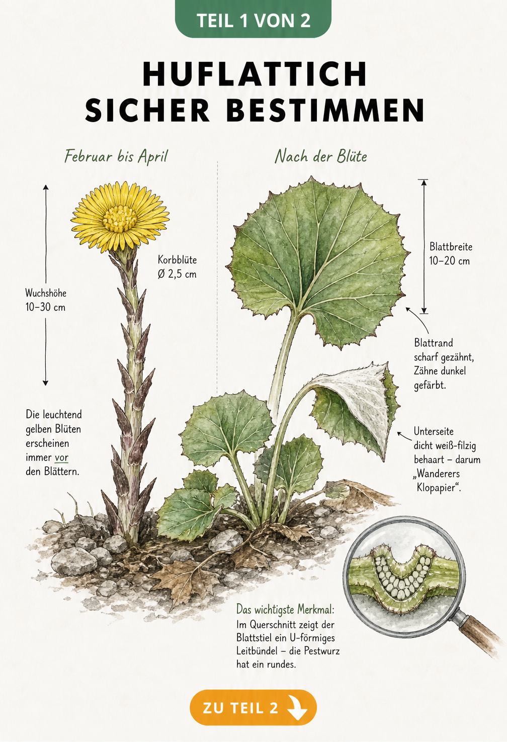 Botanische Lehrtafel des Huflattichs mit Blüte, hufförmigem Blatt und Querschnitt des Blattstiels