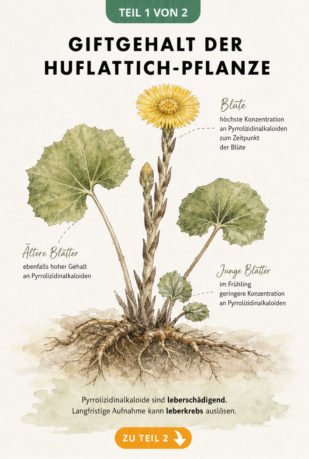 Botanische Illustration einer Huflattich-Pflanze mit Hinweisen zum Giftgehalt in Wurzeln, Stängel, Blättern und Blüte