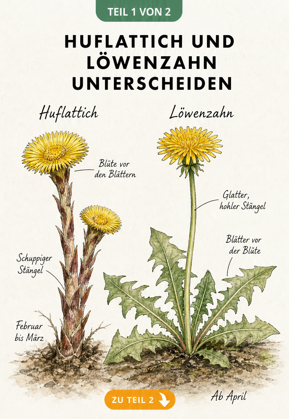 Botanische Illustration von Huflattich und Löwenzahn im Vergleich mit Blütezeit und Stängelmerkmalen