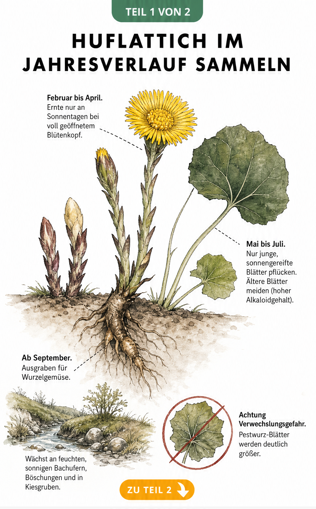 Botanische Illustration des Huflattichs mit Entwicklungsstadien von Wurzel, Blüte und Blättern im Jahresverlauf