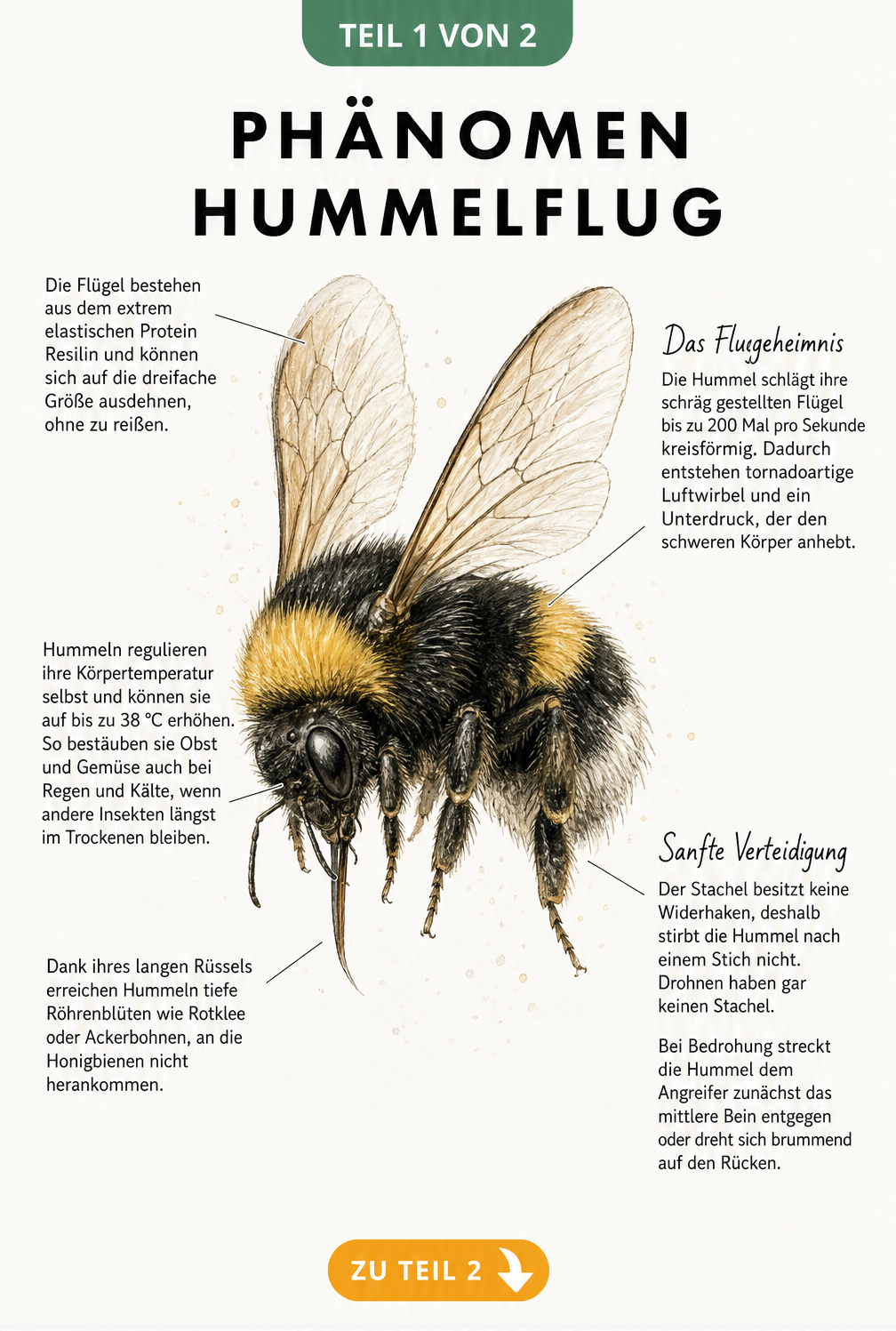 Illustration einer Hummel mit Erklärungen zu Flugtechnik, Körpertemperatur, Rüssel und Stechverhalten