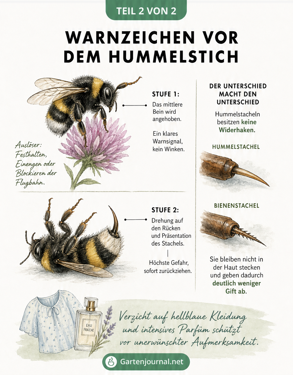 Zeichnung einer Hummel, die Warnsignale wie ein angehobenes Bein und den Stachel zeigt