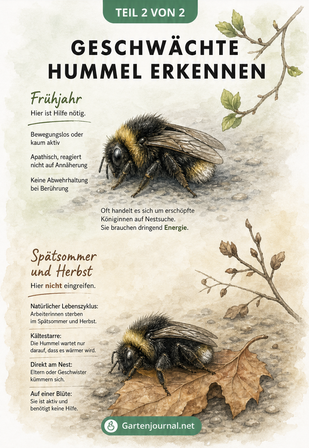 Zeichnung einer Hummel, die Zuckerwasser von einem Teelöffel trinkt, daneben eine Tasse mit Wasser und Zucker