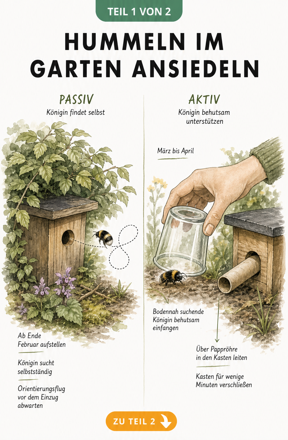 Illustration der passiven und aktiven Ansiedlung von Hummeln im Garten