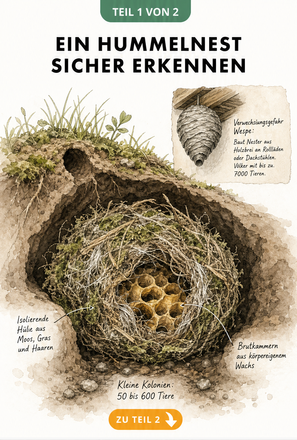 Illustration eines Hummelnests in einem verlassenen Mäusebau mit Wachs-Brutzellen und isolierender Hülle aus Moos und Gras