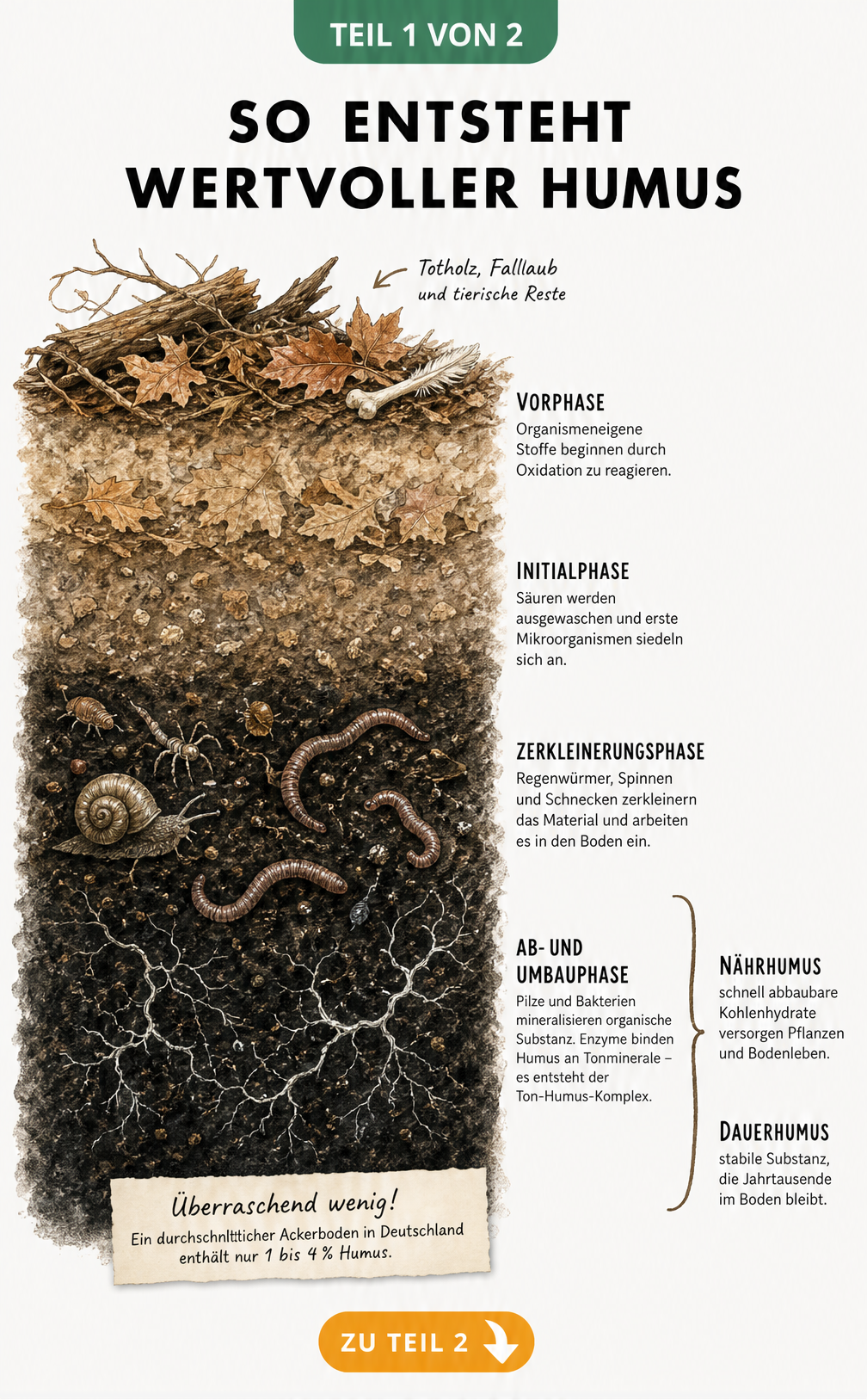 Illustration der Erdschichten, die den Zersetzungsprozess von organischem Material zu Humus zeigt