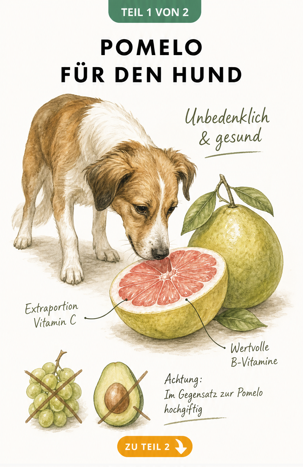 Illustration eines Hundes, der an einer aufgeschnittenen Pomelo schnüffelt, mit Hinweisen zu Vitamin C und B-Vitaminen
