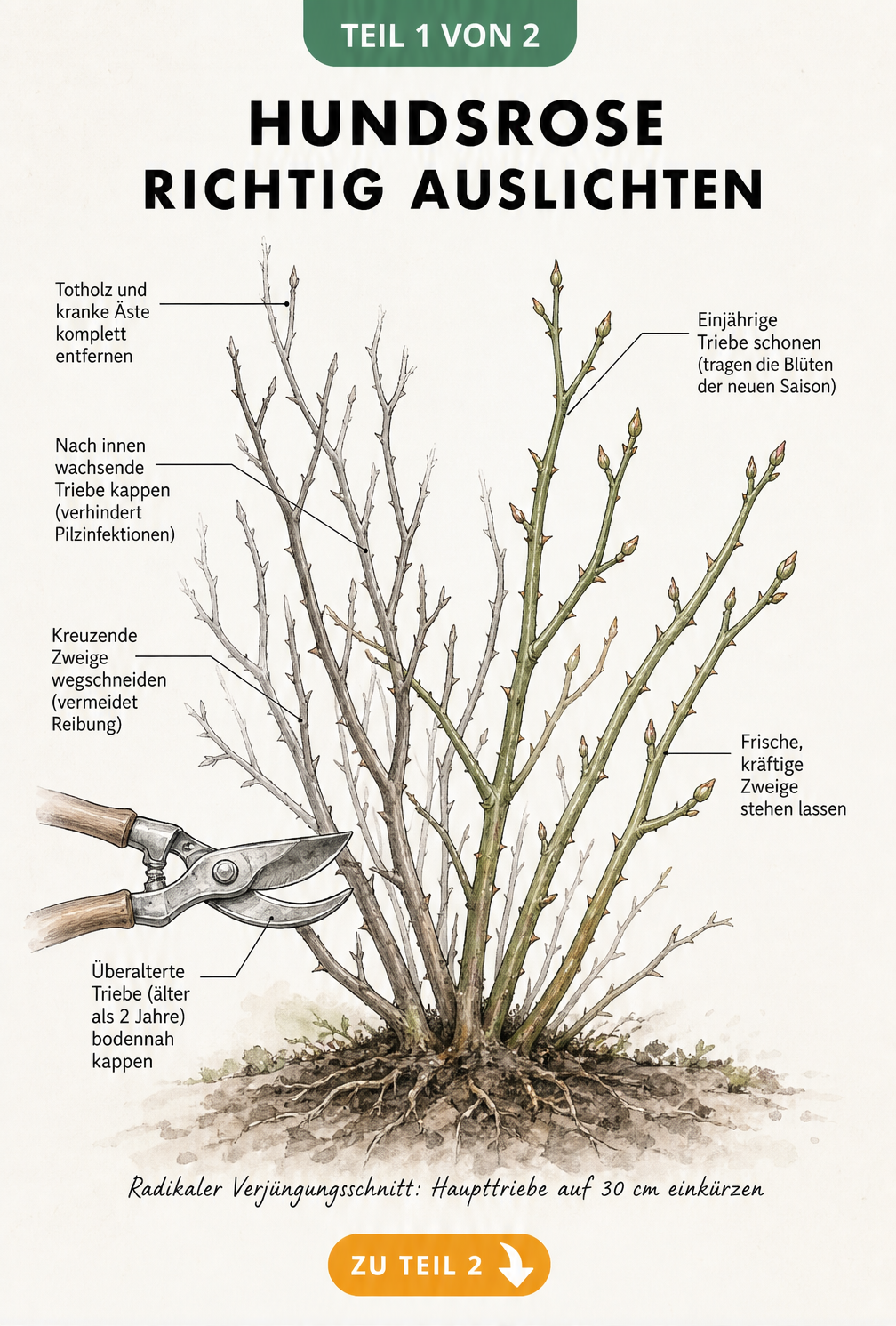Botanische Illustration einer Hundsrose im Winter, die zeigt, welche Triebe beim Auslichten entfernt und welche geschont werden.