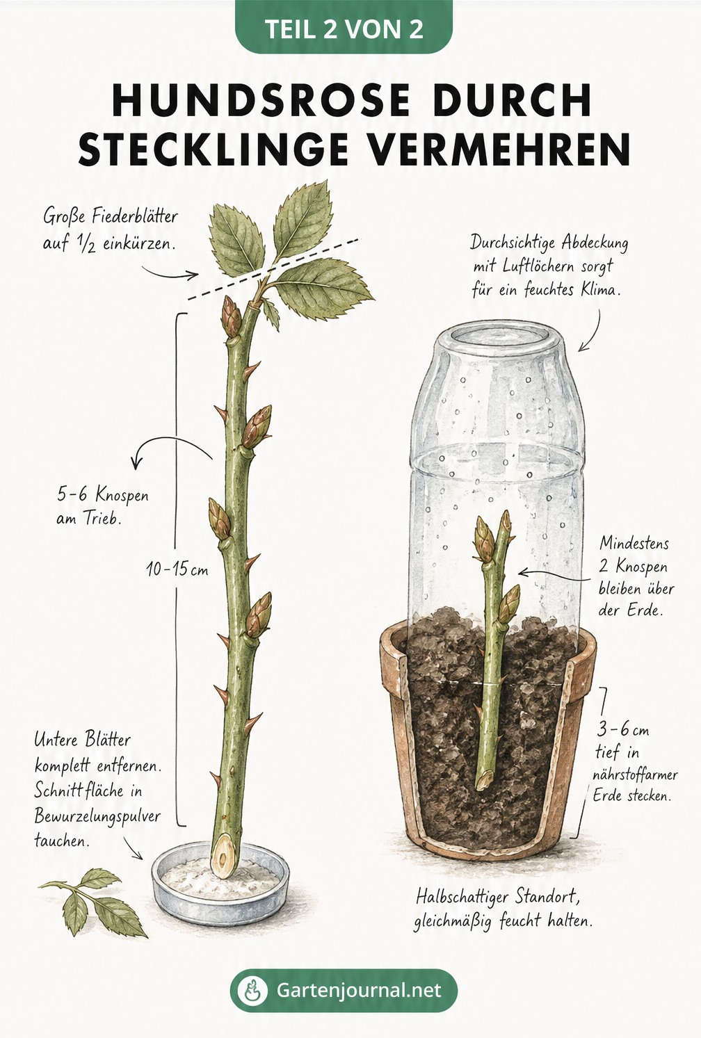 Illustration eines präparierten Hundsrosen-Stecklings mit Maßangaben und Schnittführung sowie Einpflanzen in ein Anzuchtgefäß.