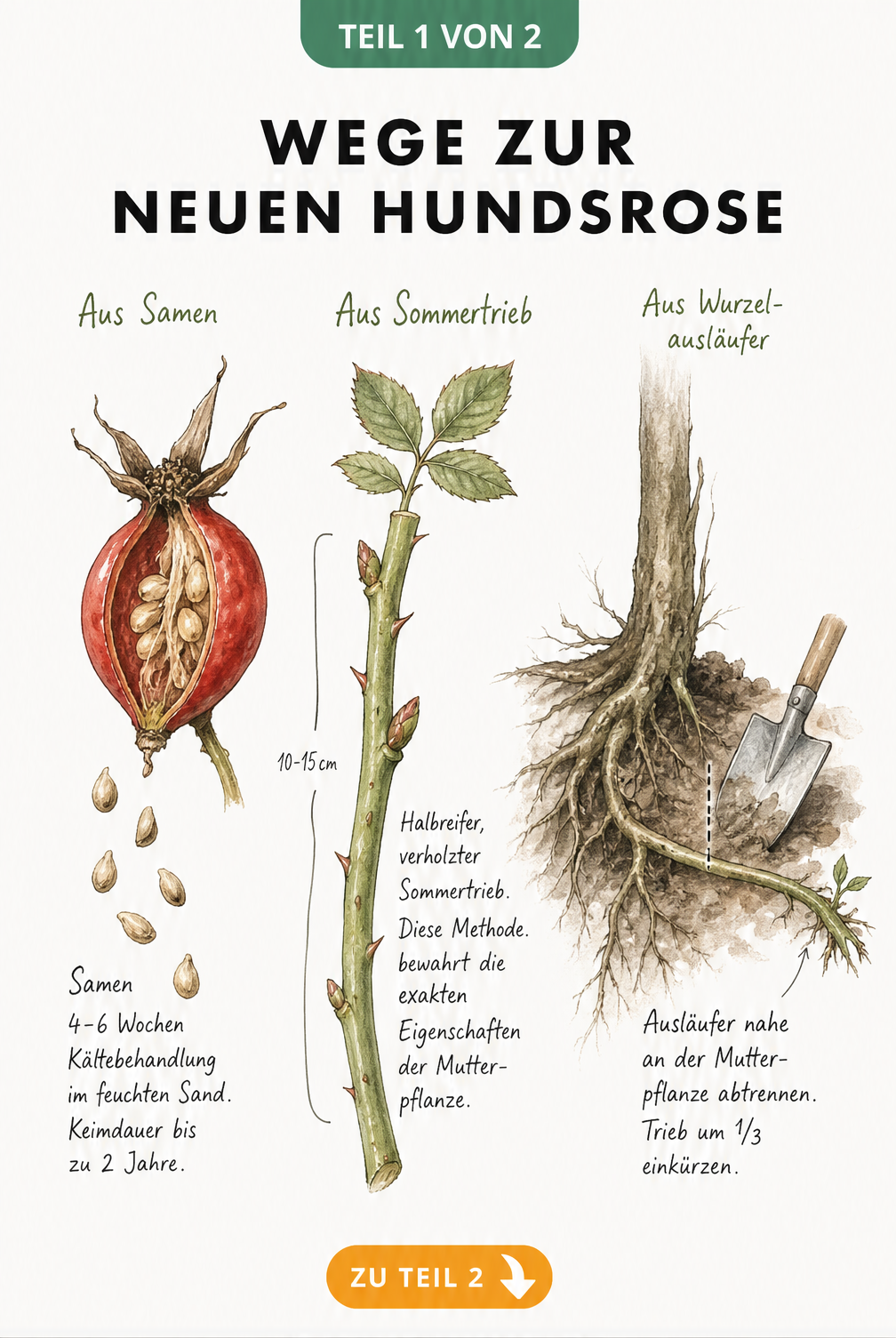 Botanische Illustration der drei Vermehrungsarten der Hundsrose: Samen aus Hagebutte, halbreifer Sommertrieb und unterirdischer Ausläufer.