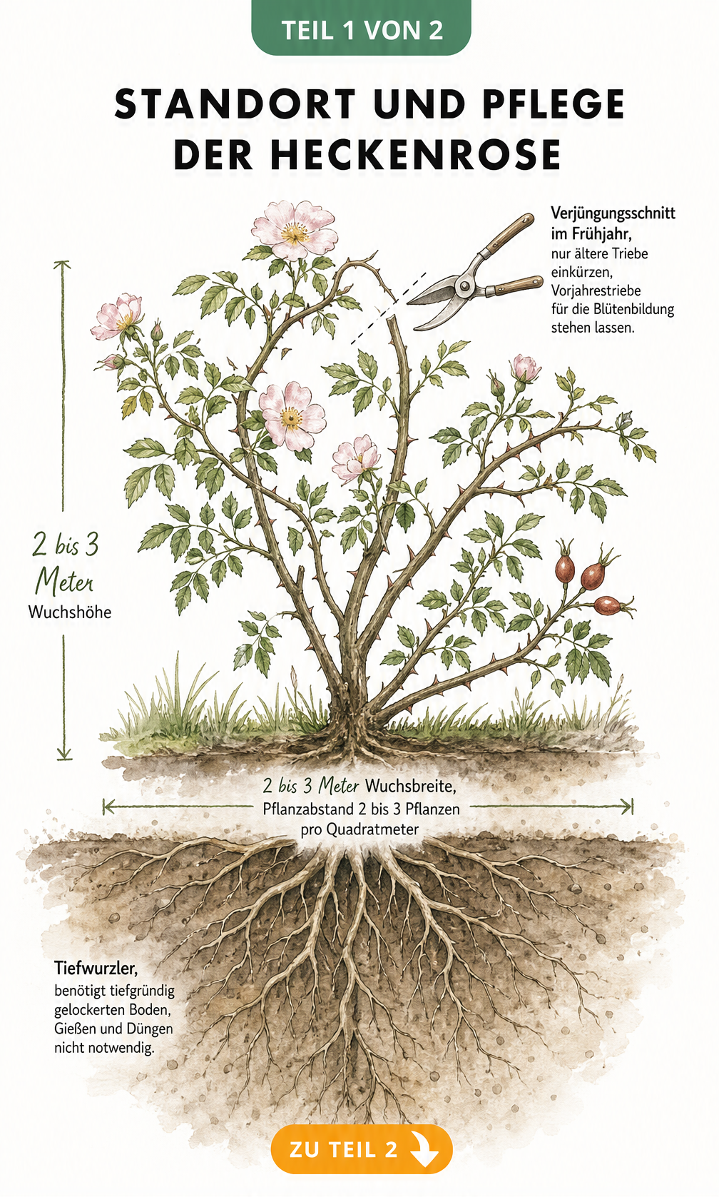 Botanische Illustration einer Hundsrose im Querschnitt mit Wurzeln, Wuchsbreite und Hinweisen zum Verjüngungsschnitt