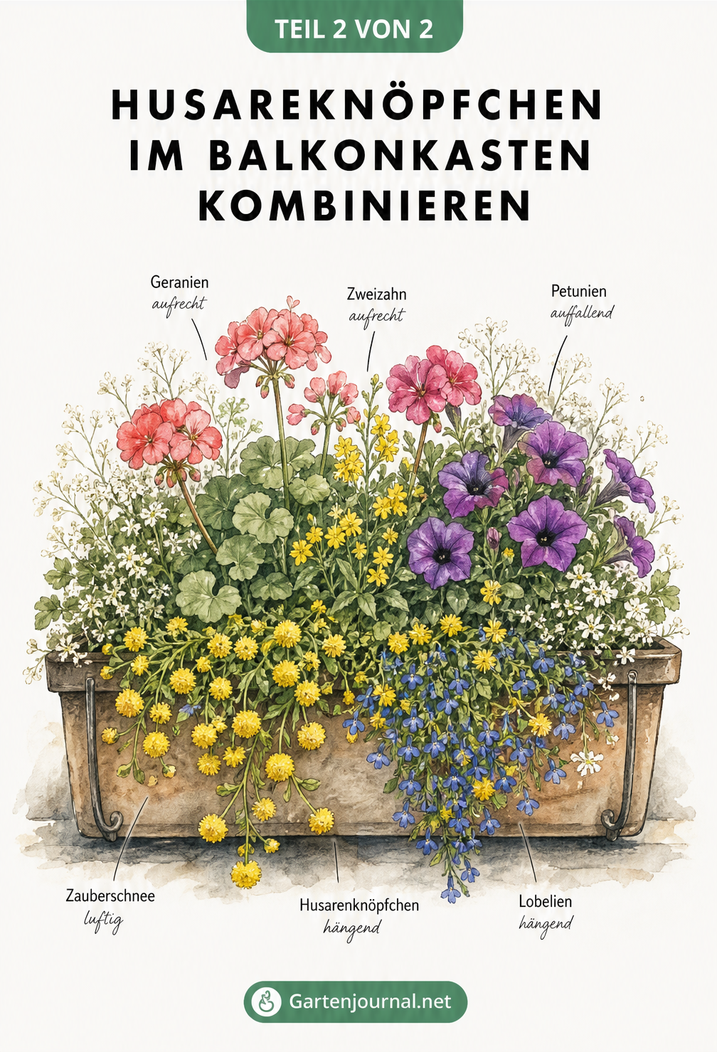 Illustration eines Balkonkastens mit hängenden Husarenknöpfchen, blauen Lobelien, aufrechten Geranien und weißem Zauberschnee