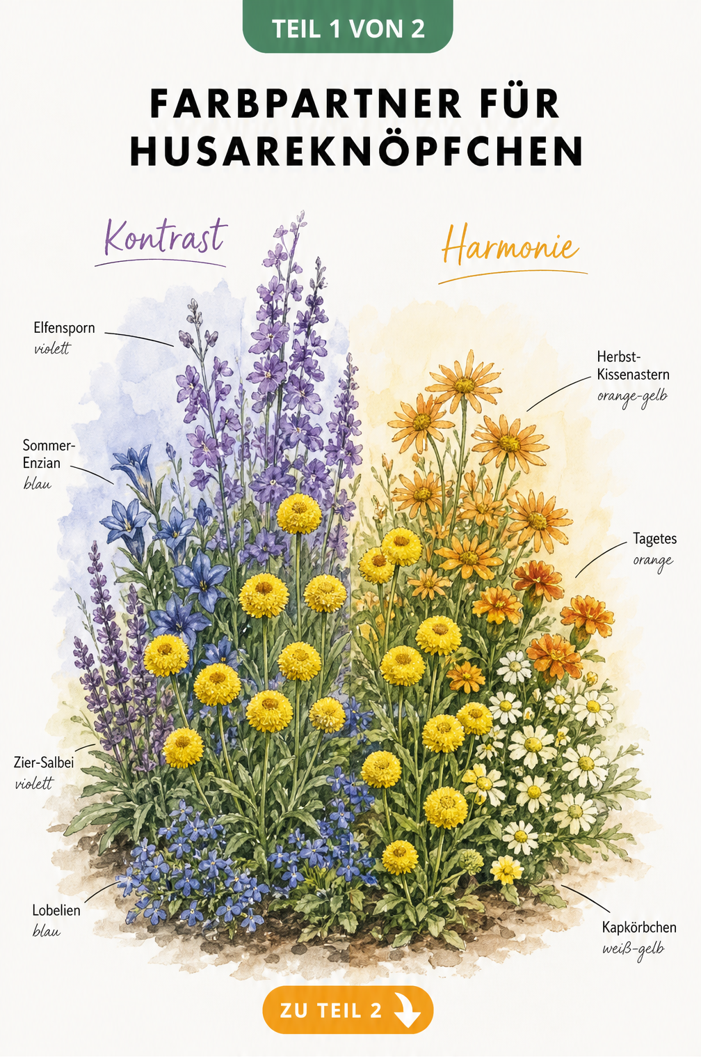 Aquarell-Illustration eines Beetes mit gelben Husarenknöpfchen, blauen Lobelien, violettem Elfensporn und orangen Kissenastern